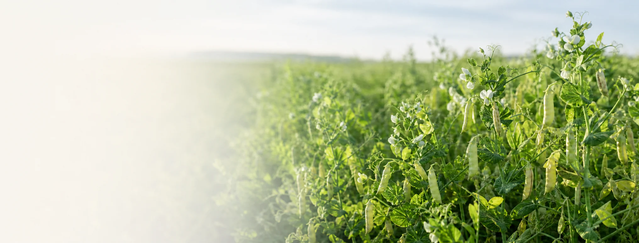 Yellow field pea crop in natural daylight