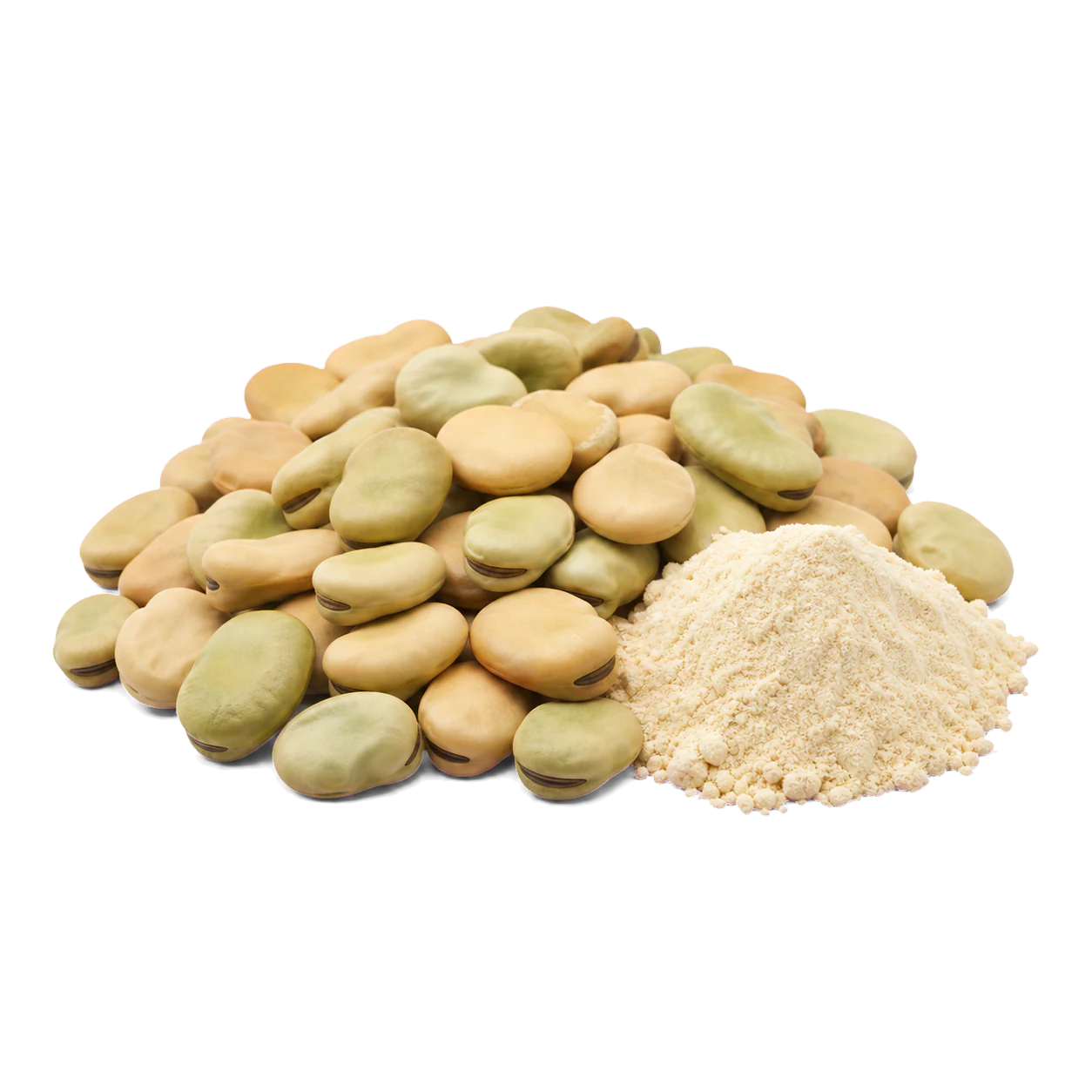 Fava beans and fava protein powder
