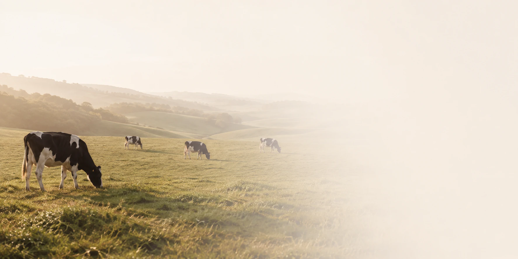 Dairy cows grazing in a softly lit pasture, illustrating milk sourcing